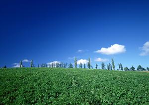 静岡県内で評判の葬儀サービスとその特徴、料金プランの詳細解説